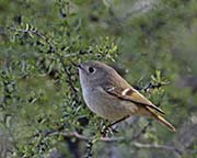 Picture/image of Ruby-crowned Kinglet