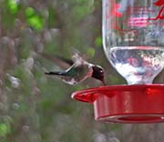 Picture/image of Black-chinned Hummingbird