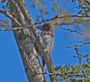 Picture/image of Gila Woodpecker