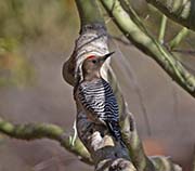 Picture/image of Gila Woodpecker