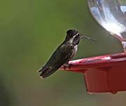 Picture/image of Costa's Hummingbird