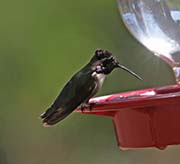 Picture/image of Costa's Hummingbird