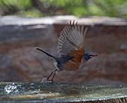 Picture/image of American Robin