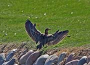 Picture/image of Green Heron
