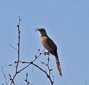 Picture/image of Le Conte's Thrasher