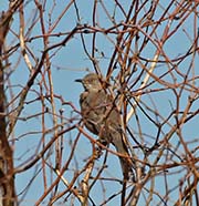 Picture/image of Bendire's Thrasher