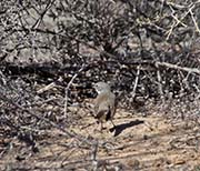 Picture/image of Sagebrush Sparrow