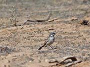 Picture/image of Sagebrush Sparrow