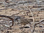 Picture/image of Sagebrush Sparrow