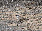 Sagebrush Sparrow