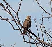 Picture/image of Bendire's Thrasher