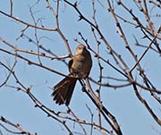 Picture/image of Bendire's Thrasher
