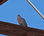 Picture/image of Eurasian Collared Dove
