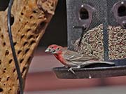 Picture/image of House Finch