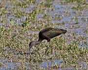 Picture/image of White-faced Ibis
