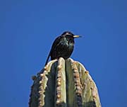 Picture/image of European Starling