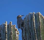 Picture/image of Gila Woodpecker