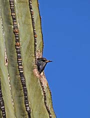 Picture/image of European Starling
