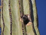 Picture/image of European Starling