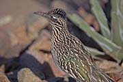 Picture/image of Greater Roadrunner