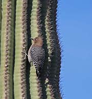 Picture/image of Gila Woodpecker