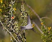 Picture/image of Verdin