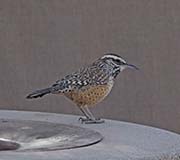 Picture/image of Cactus Wren