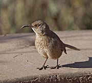 Picture/image of Curve-billed Thrasher