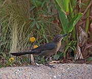 Picture/image of Great-tailed Grackle