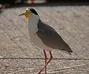 Picture/image of Masked Lapwing