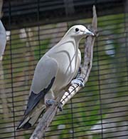 Picture/image of Torresian Imperial Pigeon