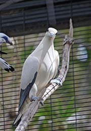 Picture/image of Torresian Imperial Pigeon