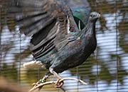 Picture/image of Nicobar Pigeon