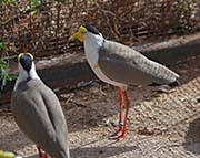 Picture/image of Masked Lapwing
