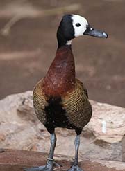Picture/image of White-faced Whistling Duck