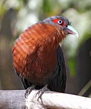 Picture/image of Chestnut-breasted Malkoha