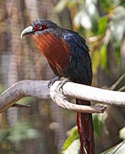 Picture/image of Chestnut-breasted Malkoha