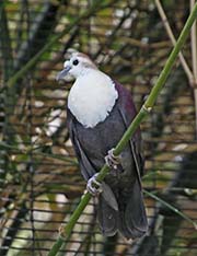 Picture/image of White-throated Ground-Dove