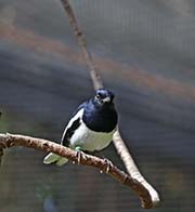 Picture/image of Oriental Magpie-Robin