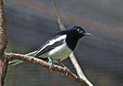 Picture/image of Oriental Magpie-Robin