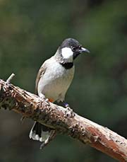 White-eared Bulbul