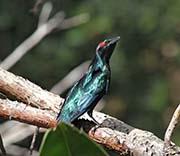 Picture/image of Metallic Starling
