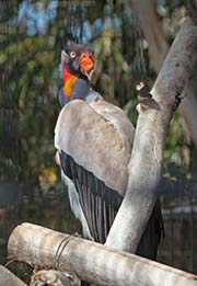 Picture/image of King Vulture