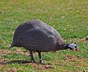 Picture/image of Helmeted Guineafowl