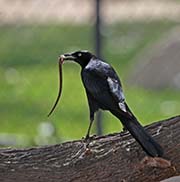 Picture/image of Great-tailed Grackle