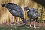 Picture/image of Southern Screamer