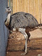 Picture/image of Greater Rhea