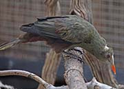 Picture/image of Green Oropendola
