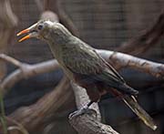 Picture/image of Green Oropendola