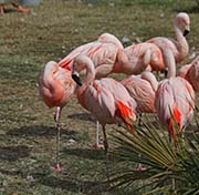 Picture/image of Chilean Flamingo